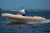 Лодка РИБ Skylark R570