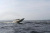 Лодка РИБ Skylark BR600