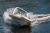 Лодка РИБ Skylark BR750 Лодка РИБ Skylark BR750