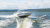 Комбинированная лодка Victory 570 Open Комбинированная лодка Victory 570 Open